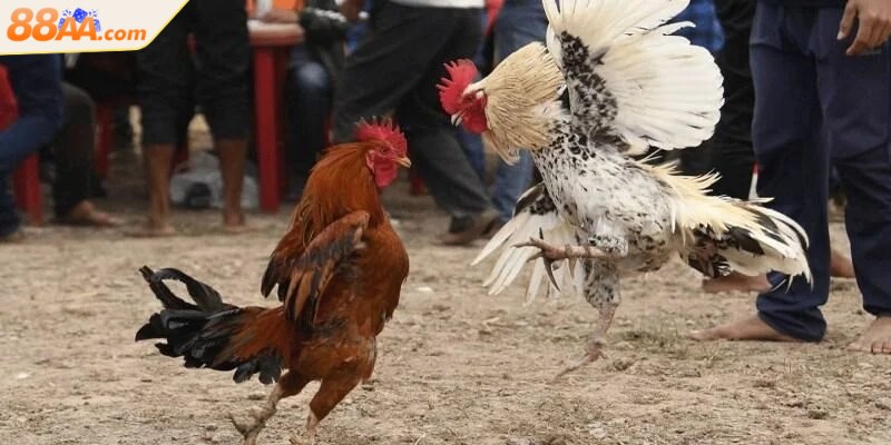 Trước mỗi trận đấu hai chiến kê sẽ được kiểm tra kỹ lưỡng về thể trạng