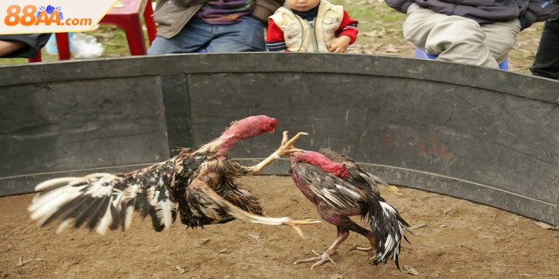 Trọng tài sẽ phân định kết quả thắng thua dựa trên các yếu tố khác nhau