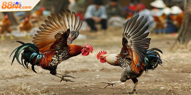 Đá gà Thomo - Đấu trường huyền thoại nổi tiếng Đông Nam Á 2 Đá gà Thomo quy tụ những chiến kê dũng mãnh tạo nên trận đấu kịch tính